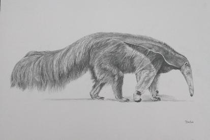 Anteater study