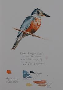 Ringed Kingfisher sketch